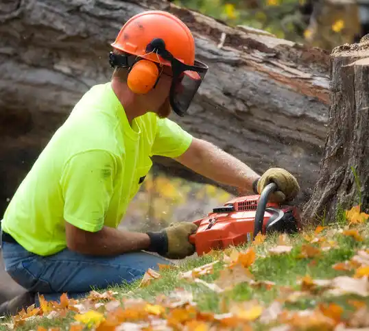 tree services Lucasville